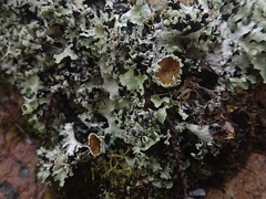 Pseudocyphellaria glabra