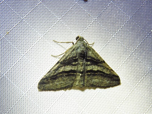 Broad-lined Angle photo 3