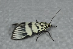 Heortia vitessoides