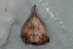 Hyboloma