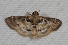 Canipsa suspensalis