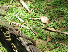 Cnemidophorus gramivagus