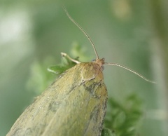 Aphelia viburnana