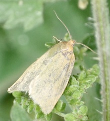 Aphelia viburnana