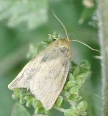 Aphelia viburnana