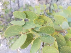 Bauhinia macranthera