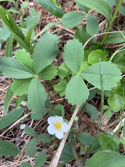 Fragaria cascadensis