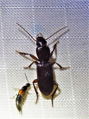 Stenomorphus