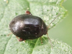 Scirtes hemisphaericus