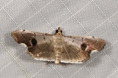 Ceratarcha