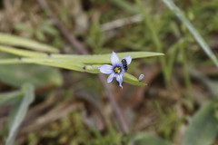 Acmaeodera tubulus