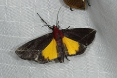 Toccolosida rubriceps