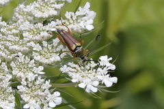 Typocerus acuticauda