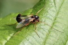 Demeijerea rufipes
