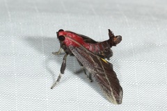 Toccolosida rubriceps