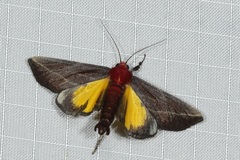 Toccolosida rubriceps