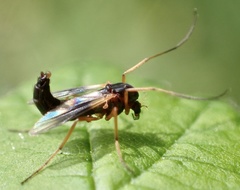 Demeijerea rufipes