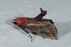 Toccolosida rubriceps