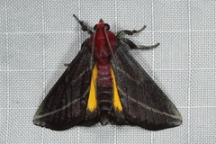 Toccolosida rubriceps