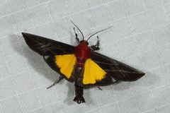 Toccolosida rubriceps