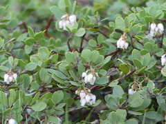 Arctostaphylos nevadensis