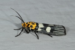 Vitessa