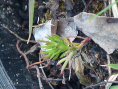 Haloragis heterophylla