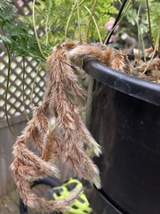 Davallia fejeensis