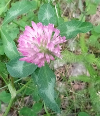 Trifolium pratense