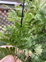 Davallia fejeensis