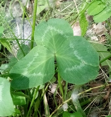 Trifolium pratense