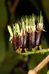 Decaisnina angustata