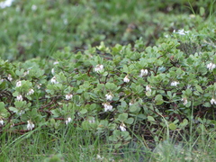 Arctostaphylos nevadensis