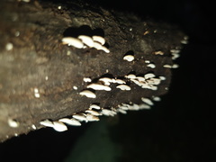 Panellus luxfilamentus