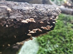 Panellus luxfilamentus