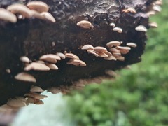 Panellus luxfilamentus