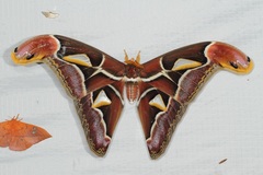 Archaeoattacus malayanus