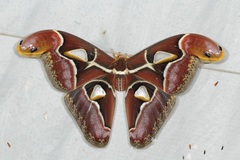 Archaeoattacus malayanus