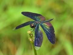 Rhyothemis plutonia