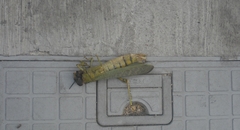 Tropidacris cristata