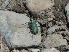 Cicindela depressula