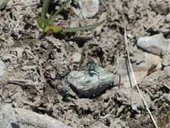 Cicindela depressula