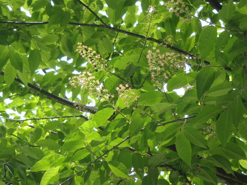 Prunus grayana Maxim.