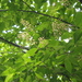 Prunus grayana - Photo (c) Keita Watanabe, μερικά δικαιώματα διατηρούνται (CC BY-NC), uploaded by Keita Watanabe
