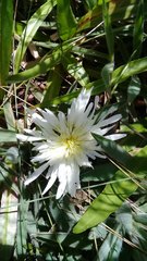 Hypochaeris sessiliflora