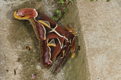 Archaeoattacus malayanus