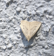 Macrochilo cribrumalis