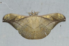 Antheraea rosieri