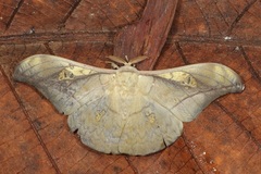 Antheraea rosieri