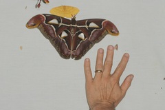 Archaeoattacus malayanus